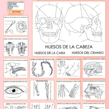 ANATOMIA X 40 SELLOS DE 14 X 11 CM